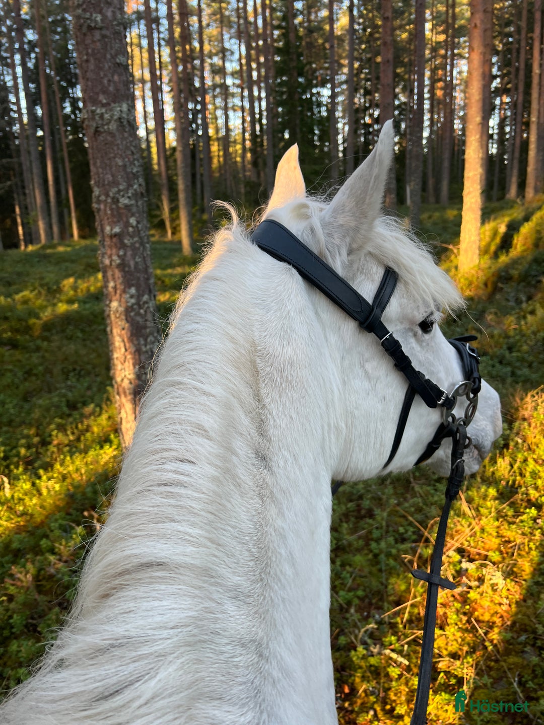 Allround hästar till salu: Connemarakorsning söker bästavän  i Eksjö - Annons 11