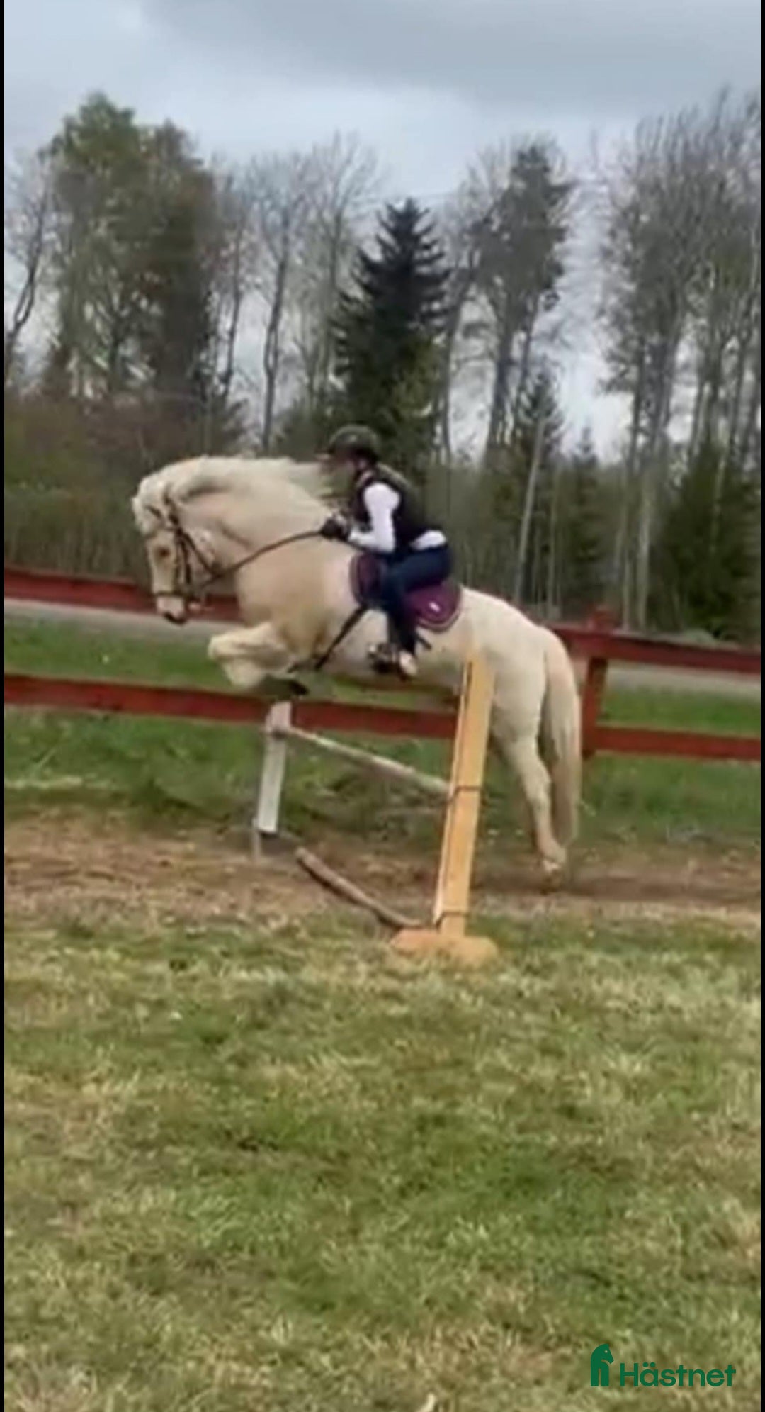  hästar Islandshäst med mycket motor, kan lånas ut. i Pålsboda - Annons 23