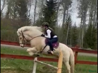 hästar Islandshäst med mycket motor - Annons 4