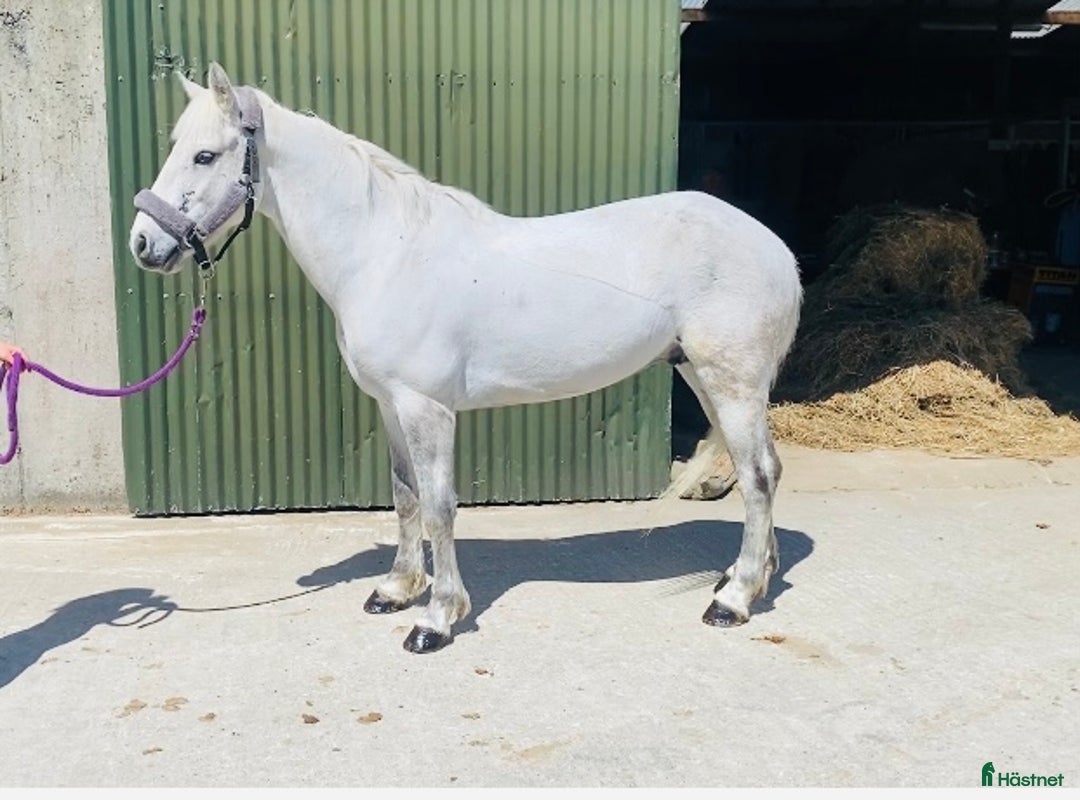 Allround hästar till salu: Selection of Irish ponies i Ljungby - Bild 33