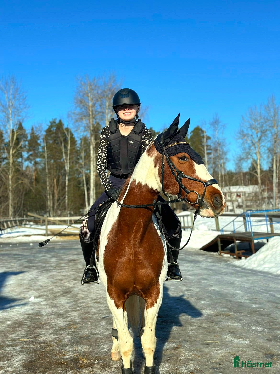 Allround hästar sökes: Söker snäll och mysig häst - Annons 3