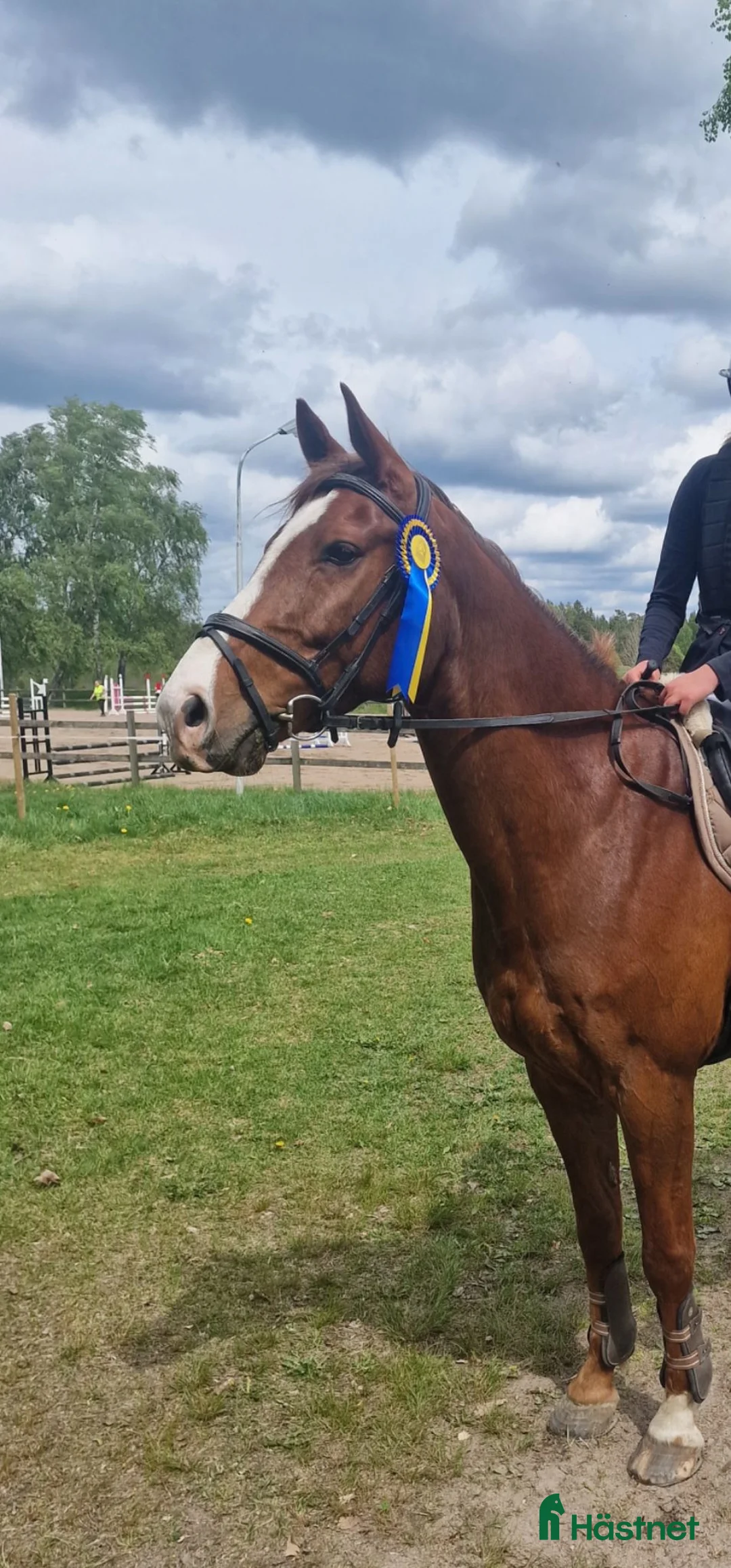 Allround hästar till salu: 🌟 Snäll valack 7 år 🌟 - Annons 1