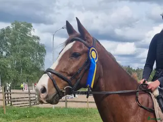 hästar 🌟 Snäll valack 7 år 🌟 - Annons 4