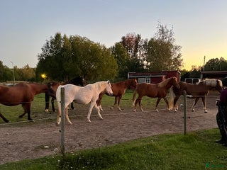 stallplats Lösdrift i Skeda Linköping i Vikingstad - Annons 16