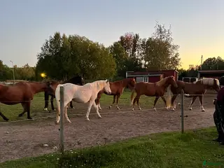 stallplats finnes: Lösdrift i Skeda Linköping i Vikingstad - Annons 2