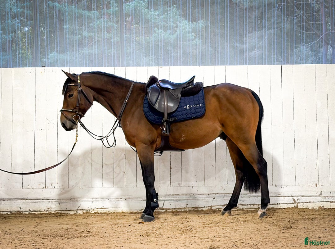 Hoppning hästar till salu: Talangfull ungponny i Kungsängen - Annons 2