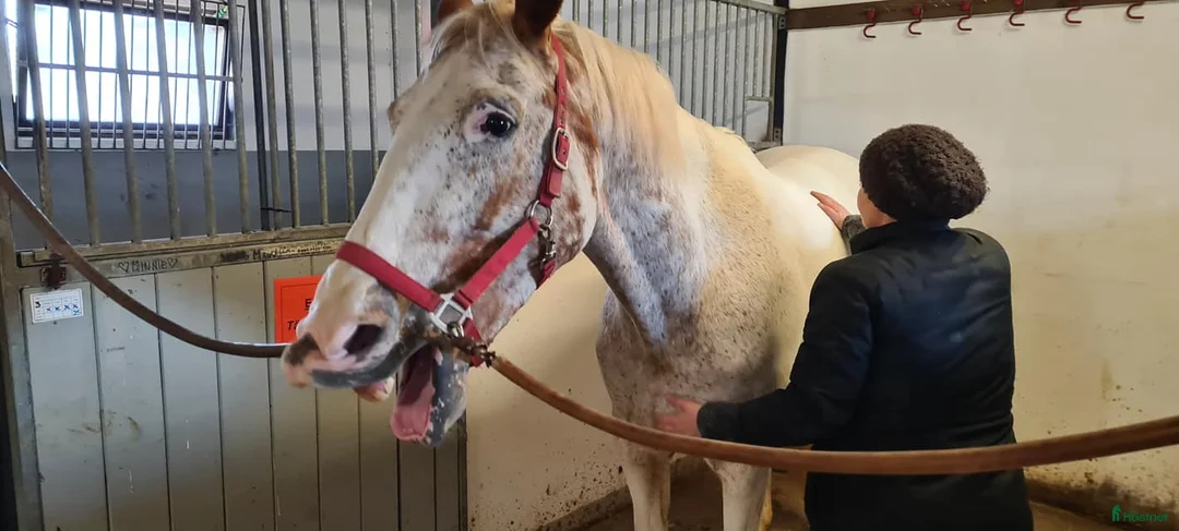  hästservice finnes: kurs i cirkulations och lymfmassage för häst - Annons 2