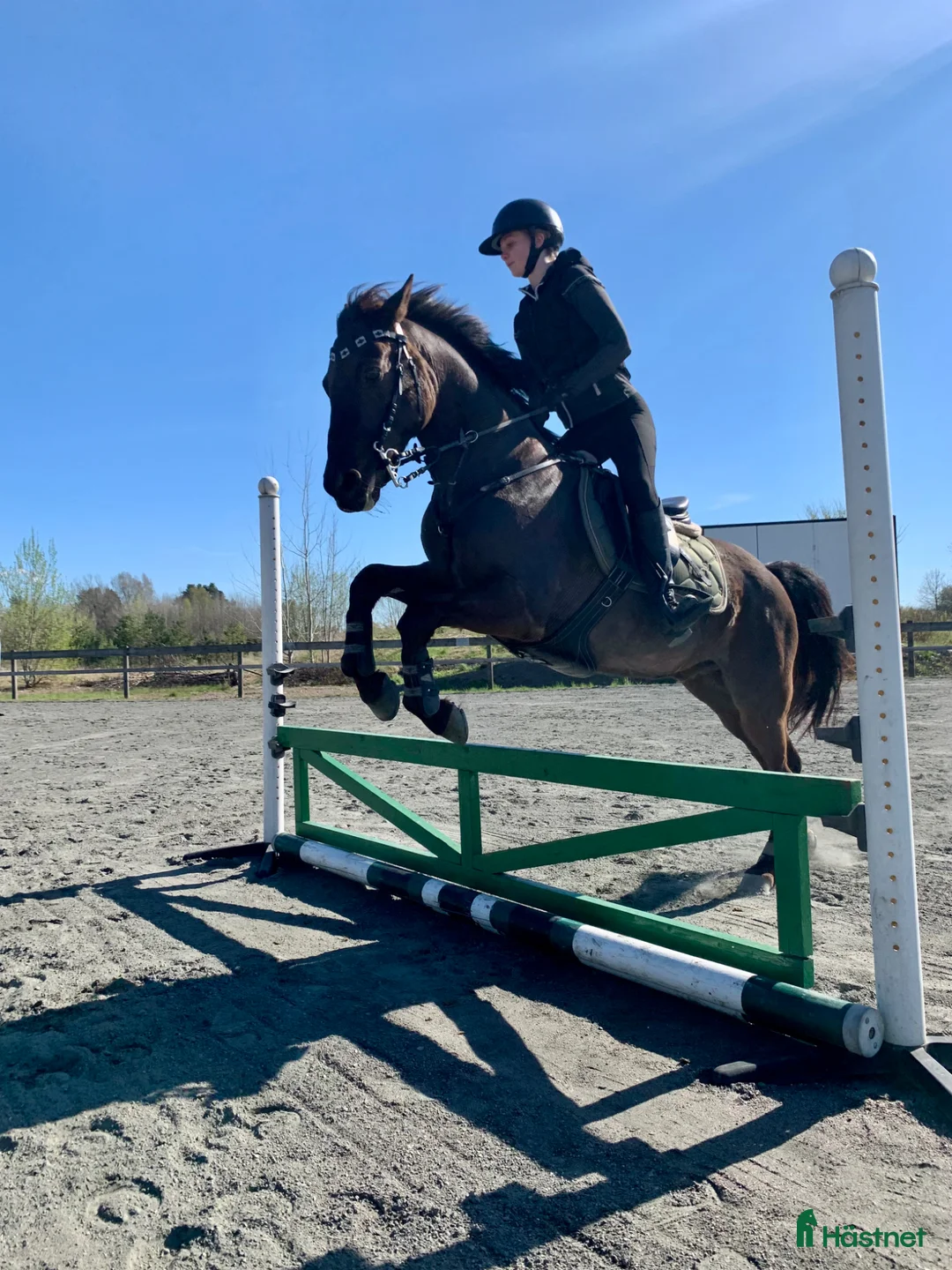 Allround hästar till salu: Fin D-ponny söker nytt hem i Götene - Annons 2