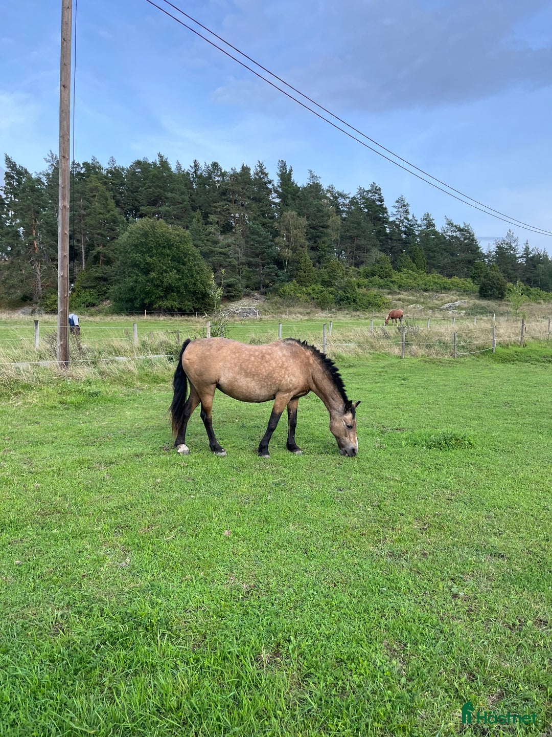 Allround hästar sökes: Medryttare sökes  i Åkersberga - Annons 3