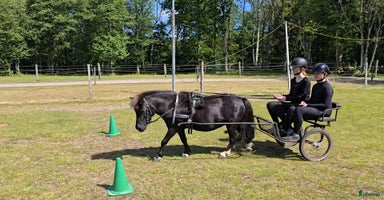  hästar Annatrix söker nytt hem i Bohus - Annons 10