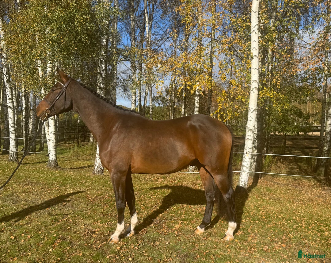 Hoppning hästar till salu: 3 åring för årgångschampionaten i Höör - Annons 3