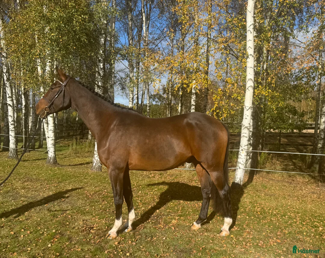 Hoppning hästar till salu: 3 åring för årgångschampionaten i Höör - Annons 3