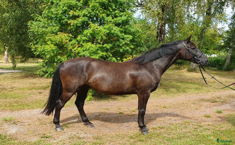  hästar i Listerby - Annons 12