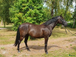 Dressyr hästar till salu: Elegant 4-årig valack e. Freestyle i Listerby - Annons 1