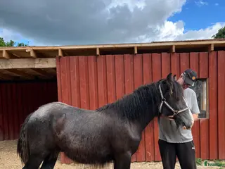 hästar Tinker hingste plag - Annons 4