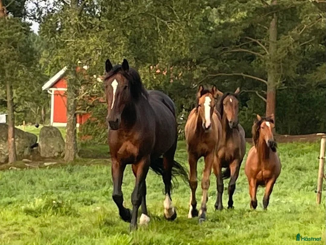  stallplats finnes: Stallplatser lediga i Långhundra (utanför Knivsta) i Knivsta - Annons 1