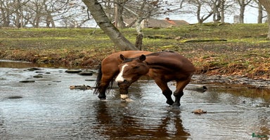  hästar i Örebro - Annons 2