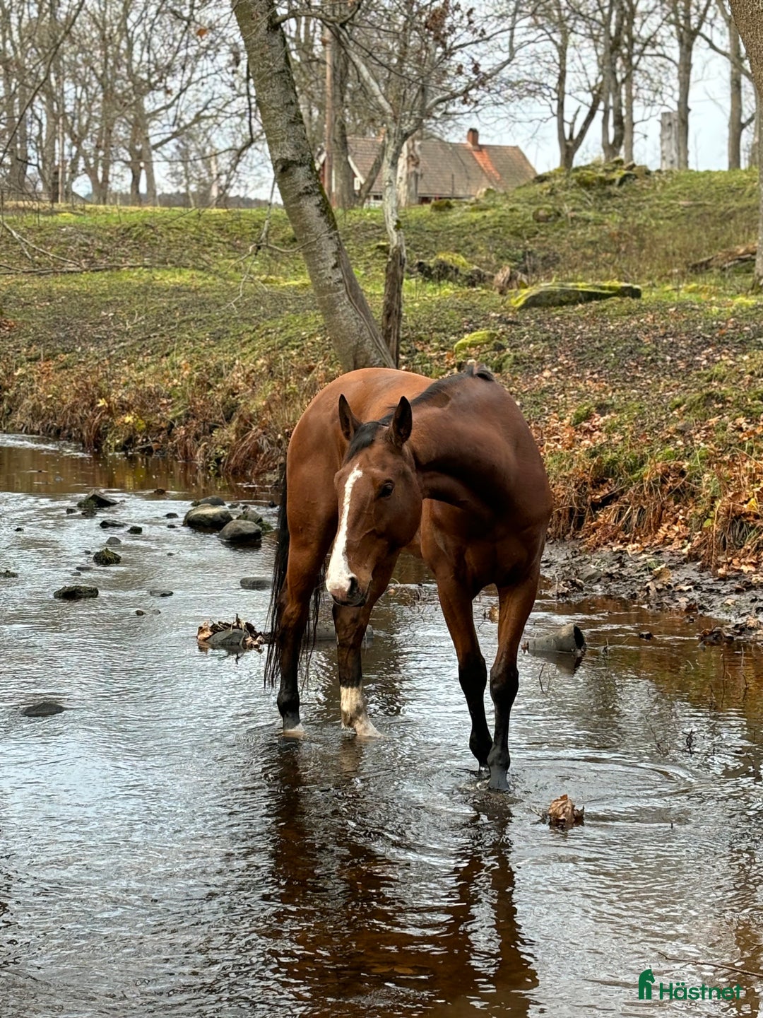 Dressyr hästar till salu: En fin charmör!  i Örebro - Annons 2