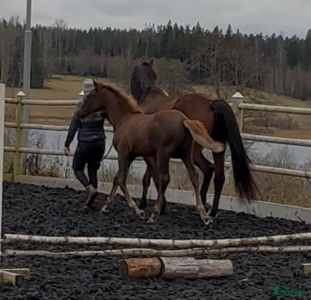 Dressyr hästar till salu: Åring med power för dressyr  - Annons 5