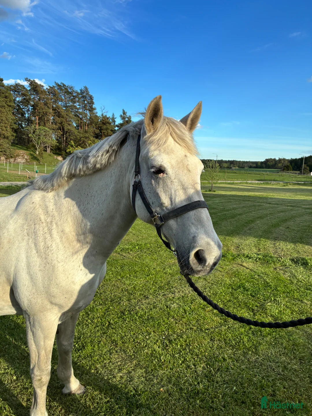 Dressyr hästar till salu: Klass 1 connemara till avel eller hobbyridning  - Annons 2
