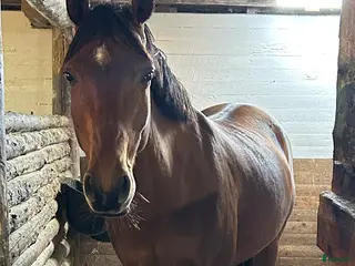 hästar Arab-/halvblodskorsning - Annons 12