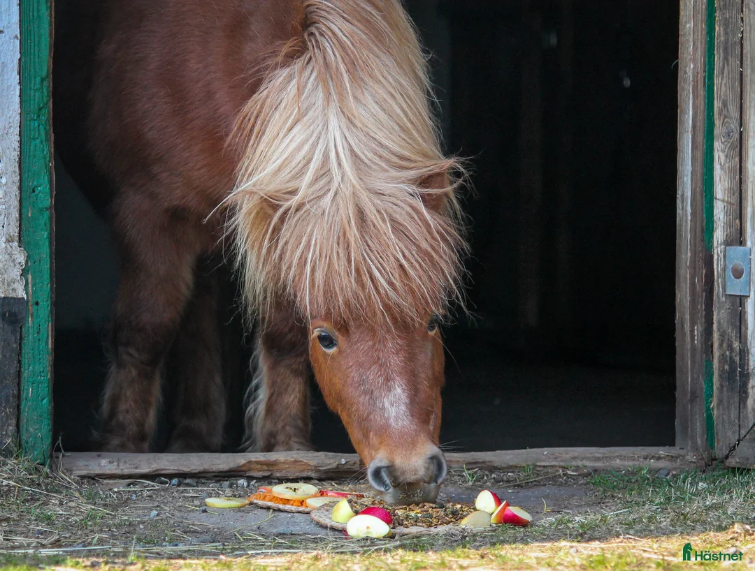 Allround hästar till salu: Charmigt Shetlandssto - Annons 3