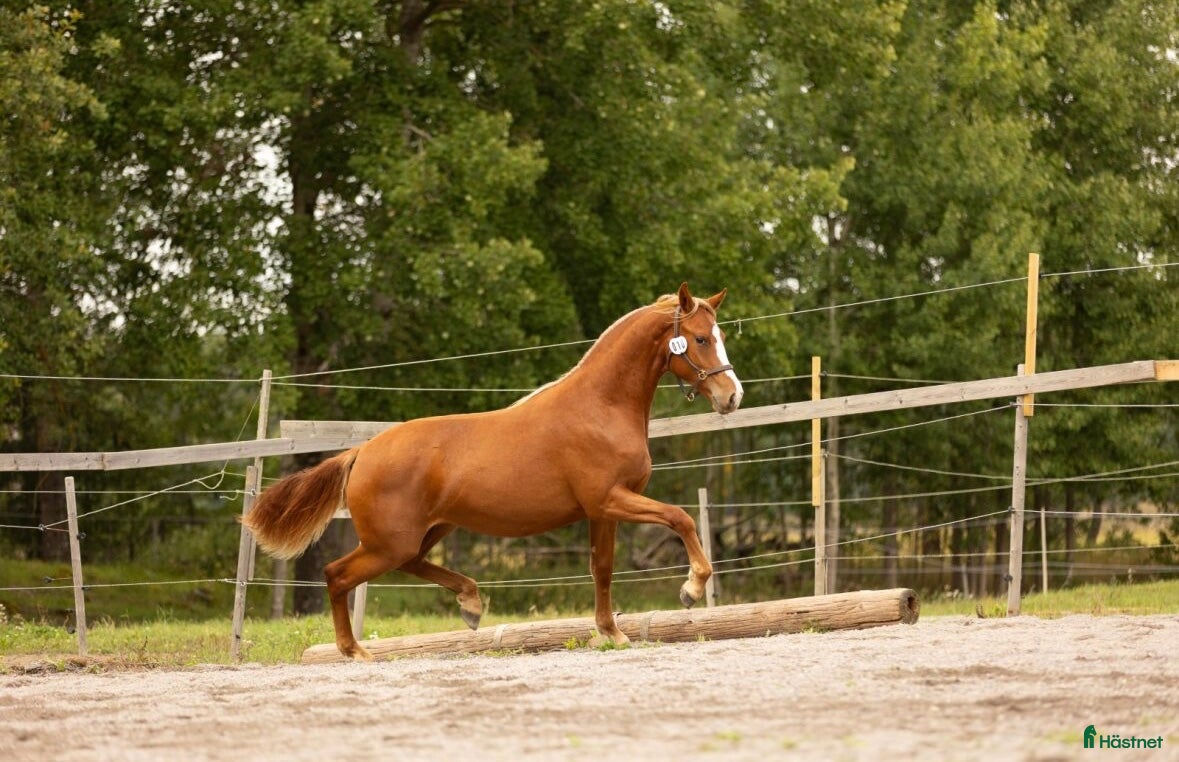  hästar Multitalang i Söderköping - Annons 13