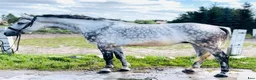 Allround hästar till salu: Valack av rejäl modell - Annons 2