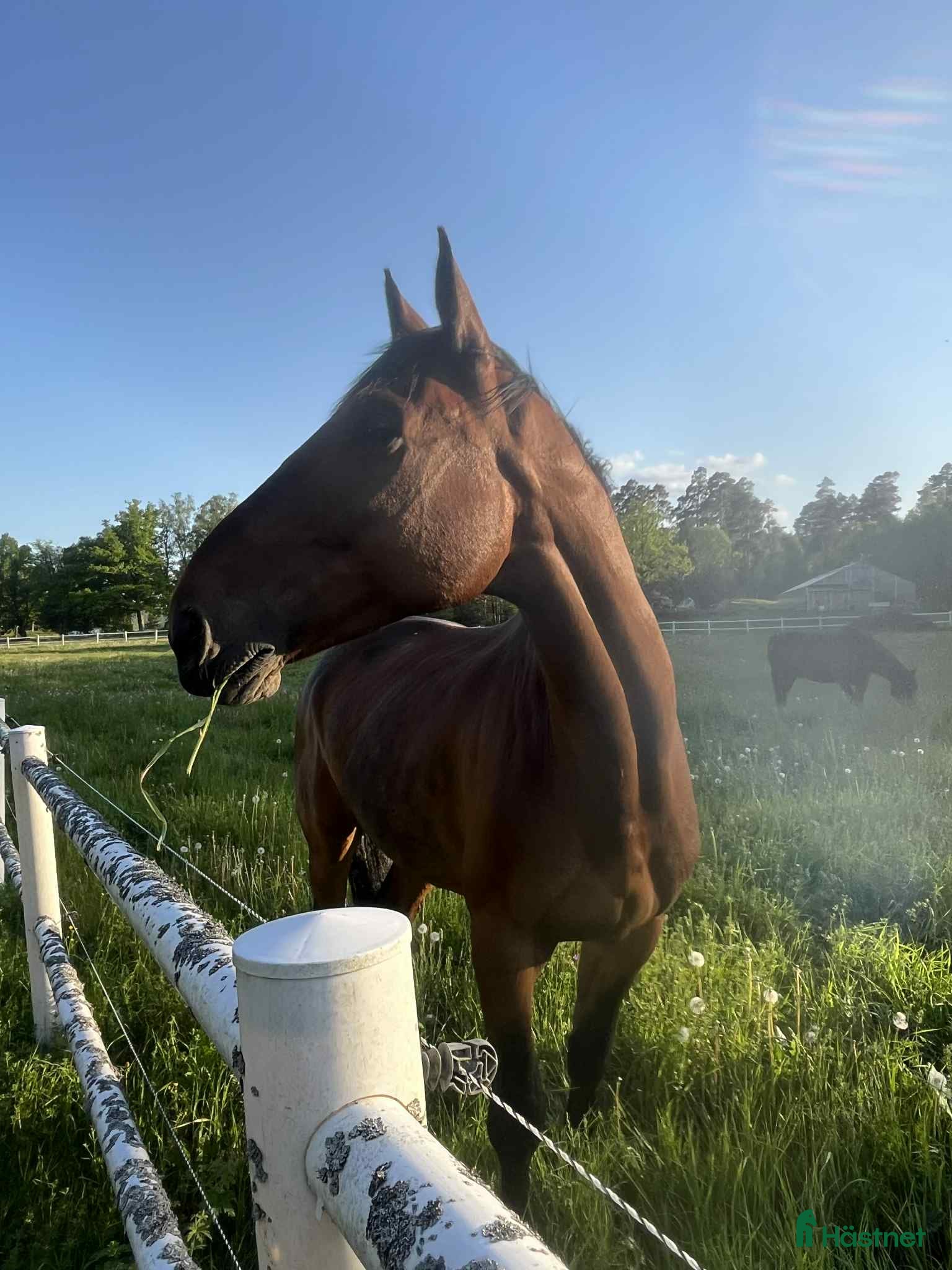  hästar Kille med hjärta av guld  - Annons 18