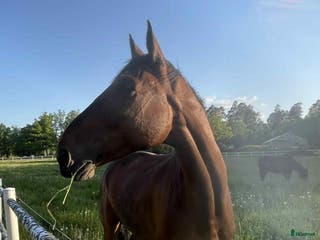 hästar Kille med hjärta av guld - Annons 5