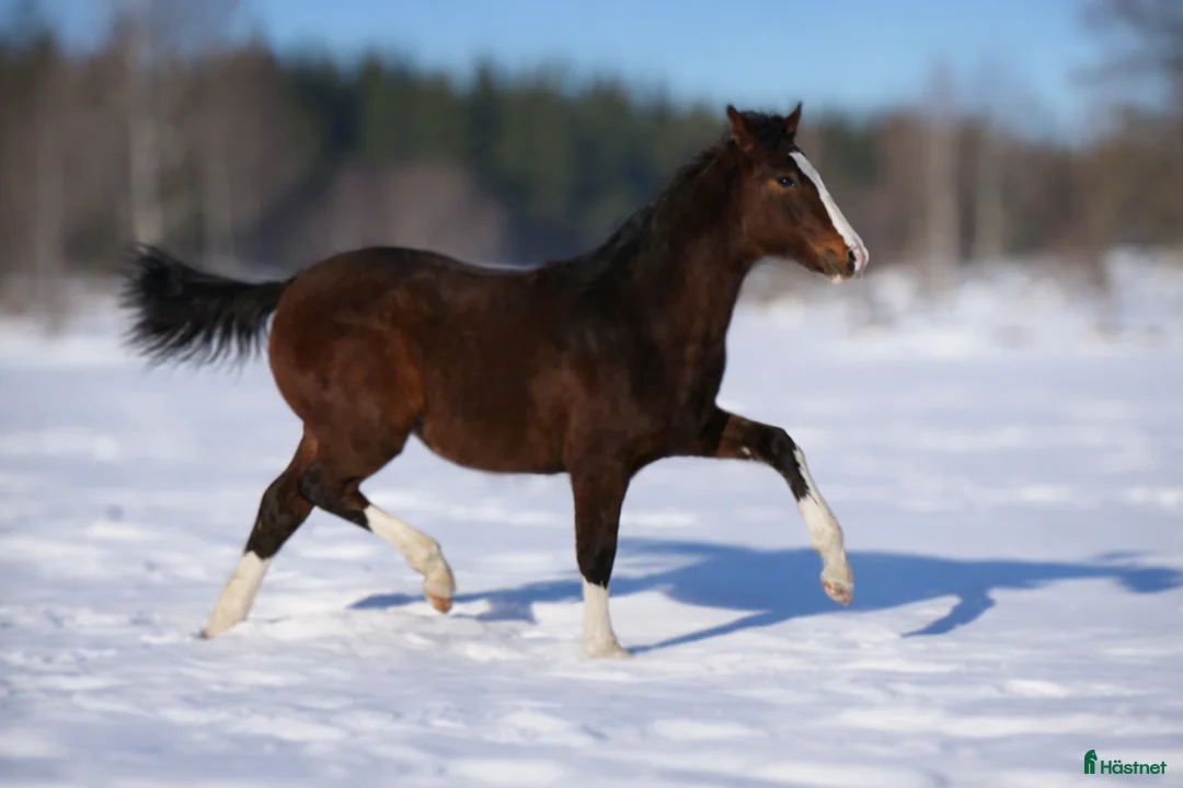 Allround hästar till salu: Snygg blivande dubbeltalang avlad för hållbarhet  i Kristinehamn - Annons 4