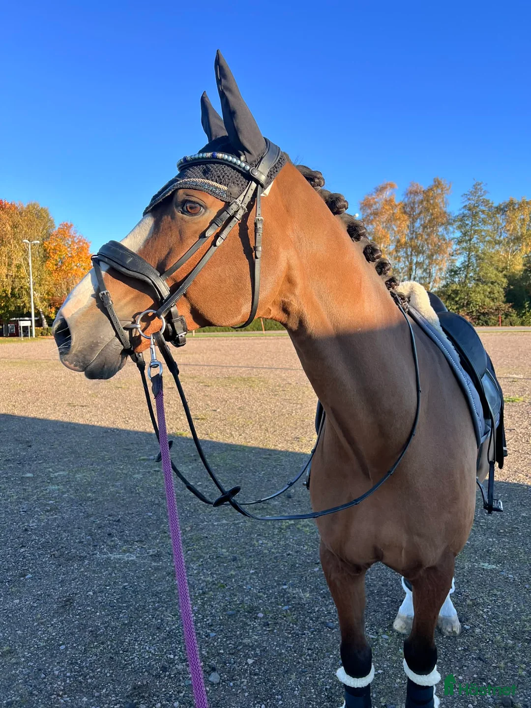 Dressyr hästar till salu: Dressyrämne med stor charm och potential! i Härslöv - Annons 1
