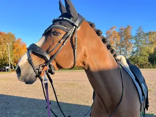 hästar Dressyrämne med stor charm och potential! i Härslöv - Annons 9