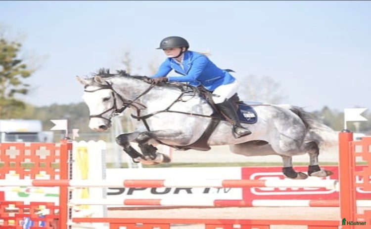  hästar i Vallentuna - Annons 15