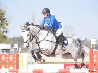 hästar En riktig gentleman i Vallentuna - Annons 14