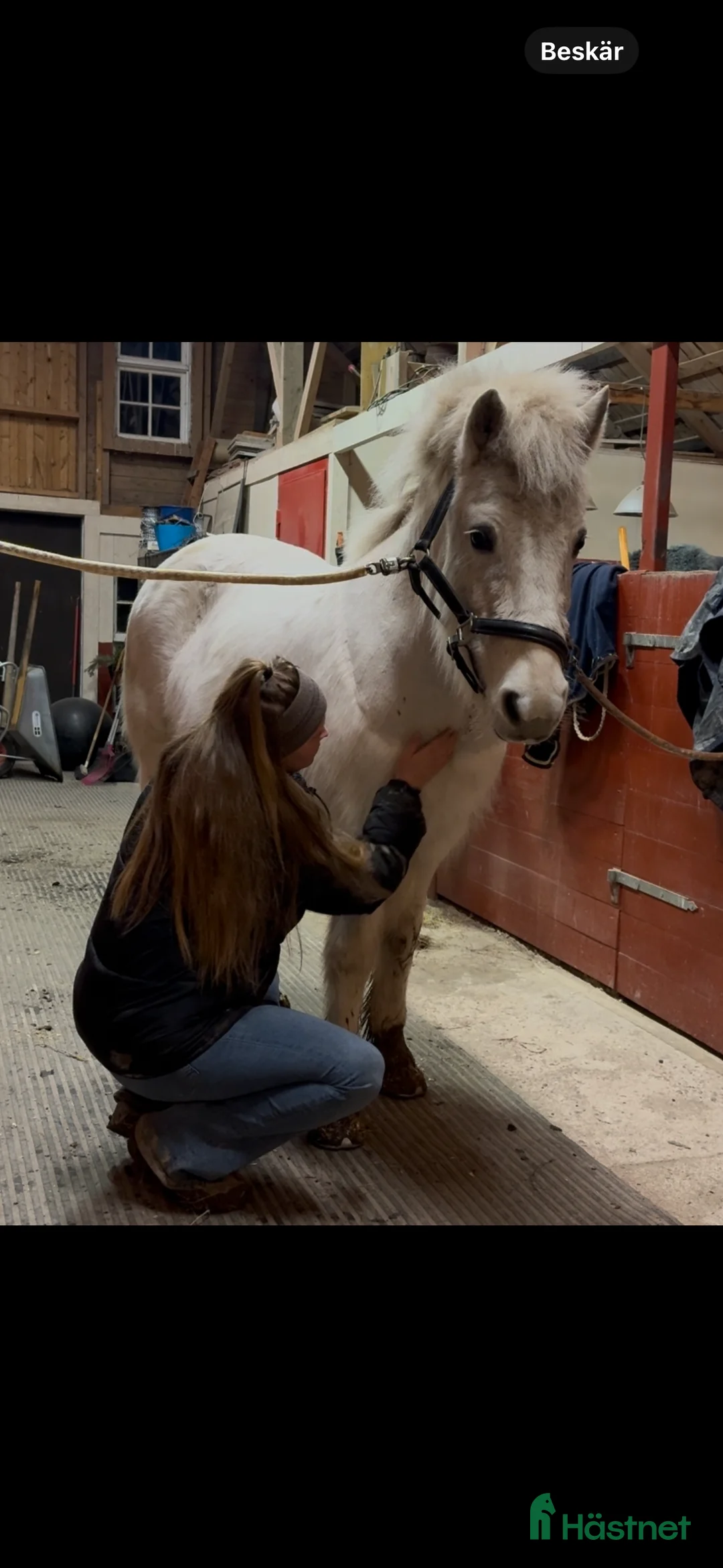  hästservice finnes: Hästlymfmassage / Diplomerad hästlymfmassör i Arboga - Annons 1