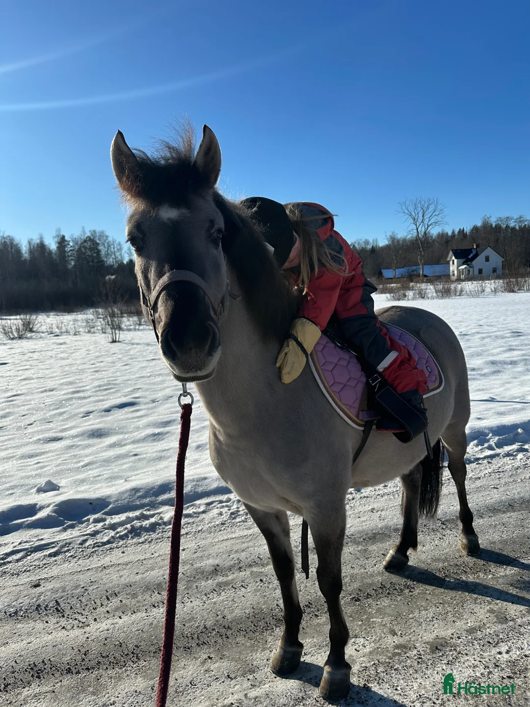 Allround hästar till salu: Gullig ponny passande ridskola  - Annons 5