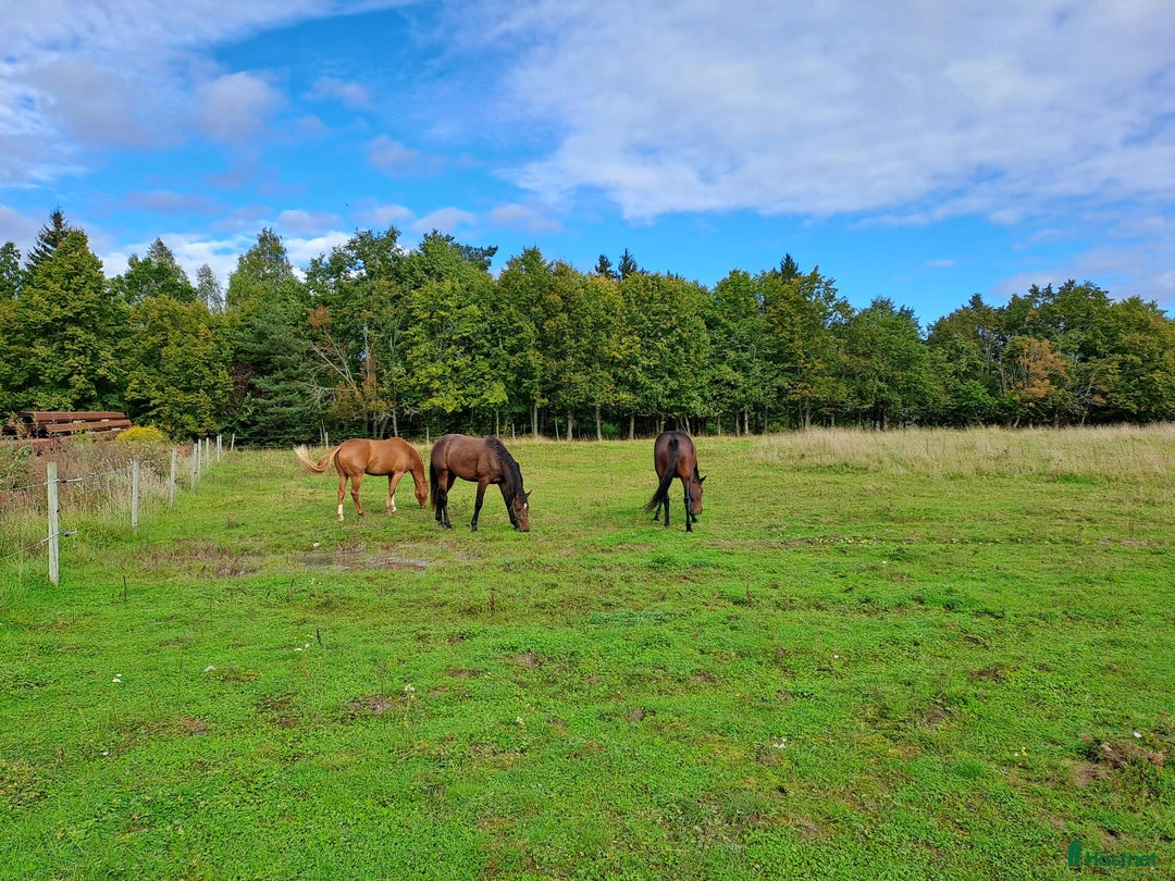  stallplats finnes: Boxplatser och lösdriftplatser lediga i Bro - Annons 19