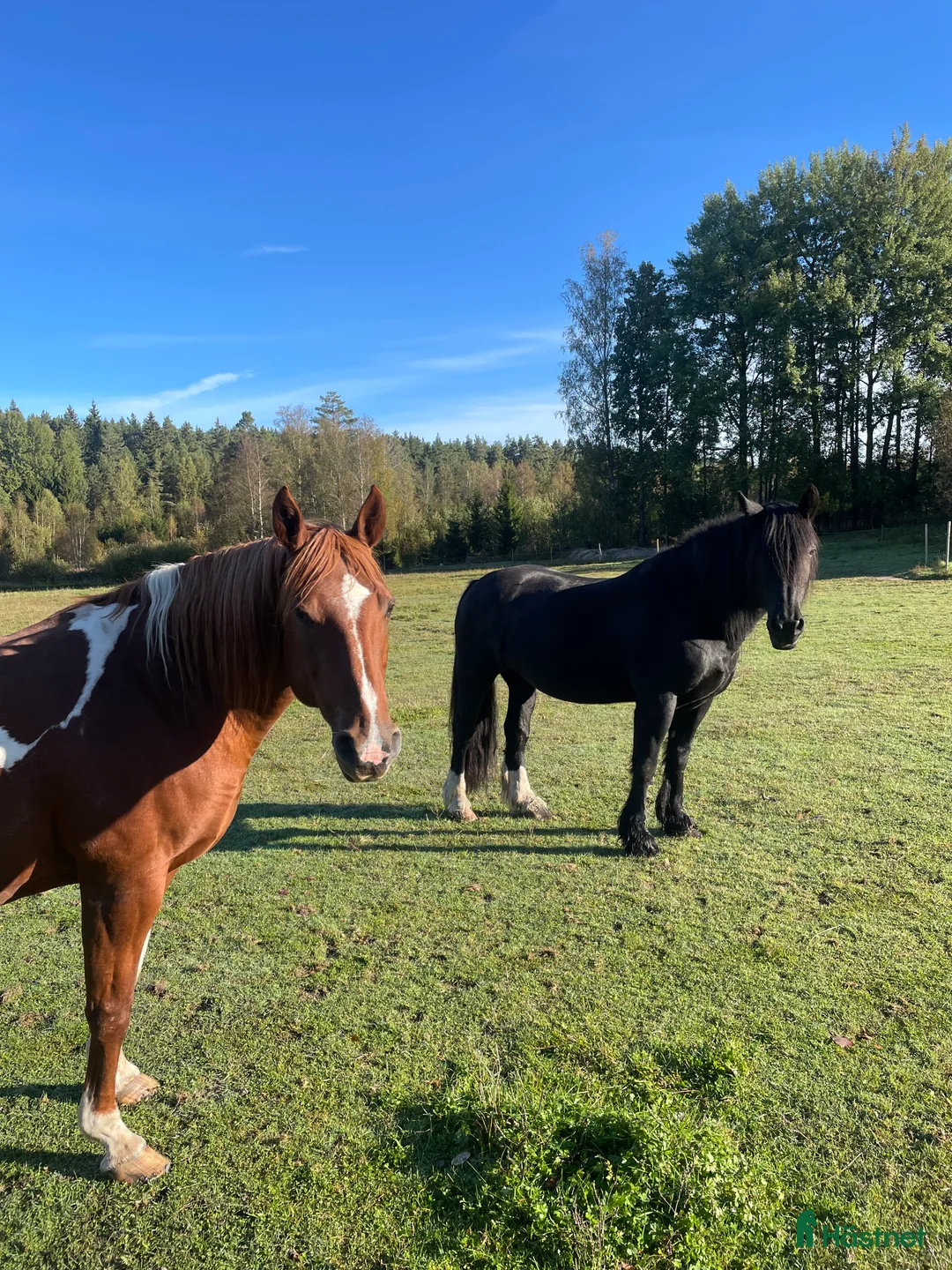 Övrigt hästar till salu: Irishcobsto i Jönåker - Annons 3