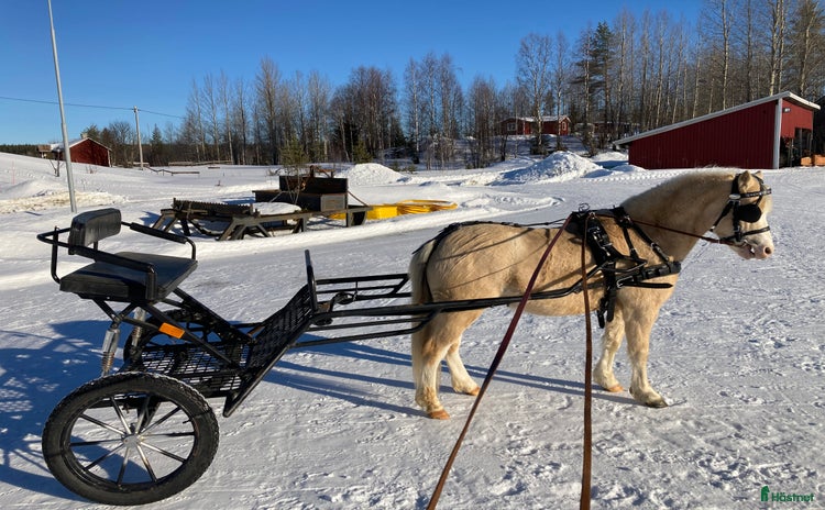  hästar i Burträsk - Annons 13