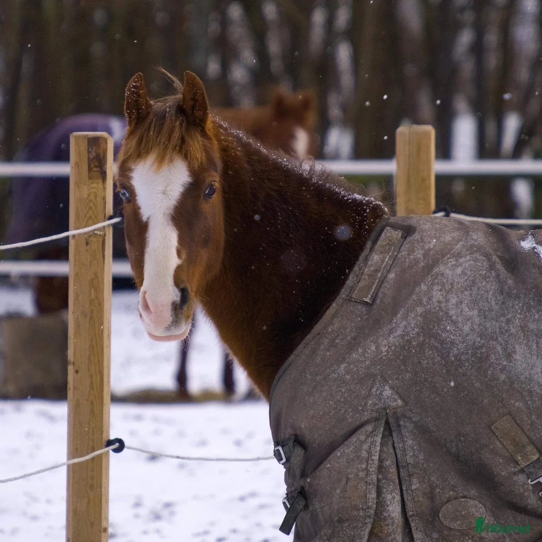 Dressyr hästar till salu: Underbar ponny!✨ - Annons 1