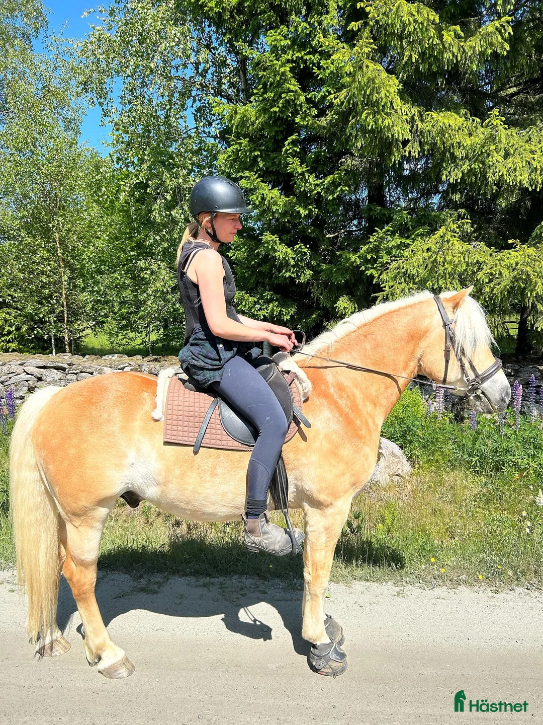 Allround hästar till salu: Charmig Haflingervalack 🌟 i Kinna - Annons 3