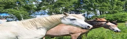 Allround hästar till salu: Flera ston och en hingst - Annons 6