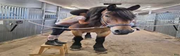 Allround hästar sökes: Häst sökes - Annons 6