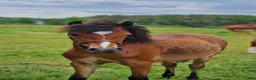 Allround hästar till salu: Sockersött Welshsto - Annons 1