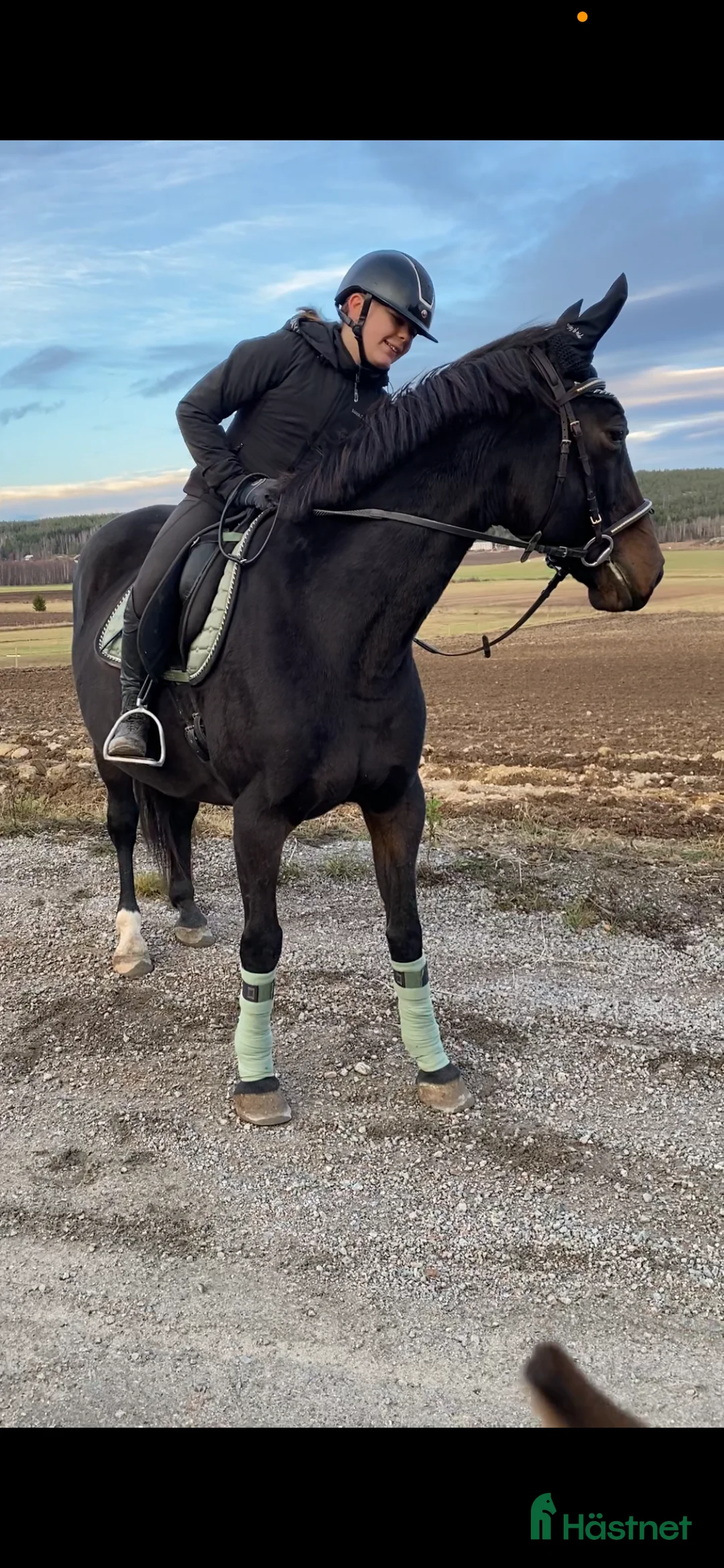 Avelshästar hästar till salu: Avelssto/hobbyhäst till salu - Annons 3