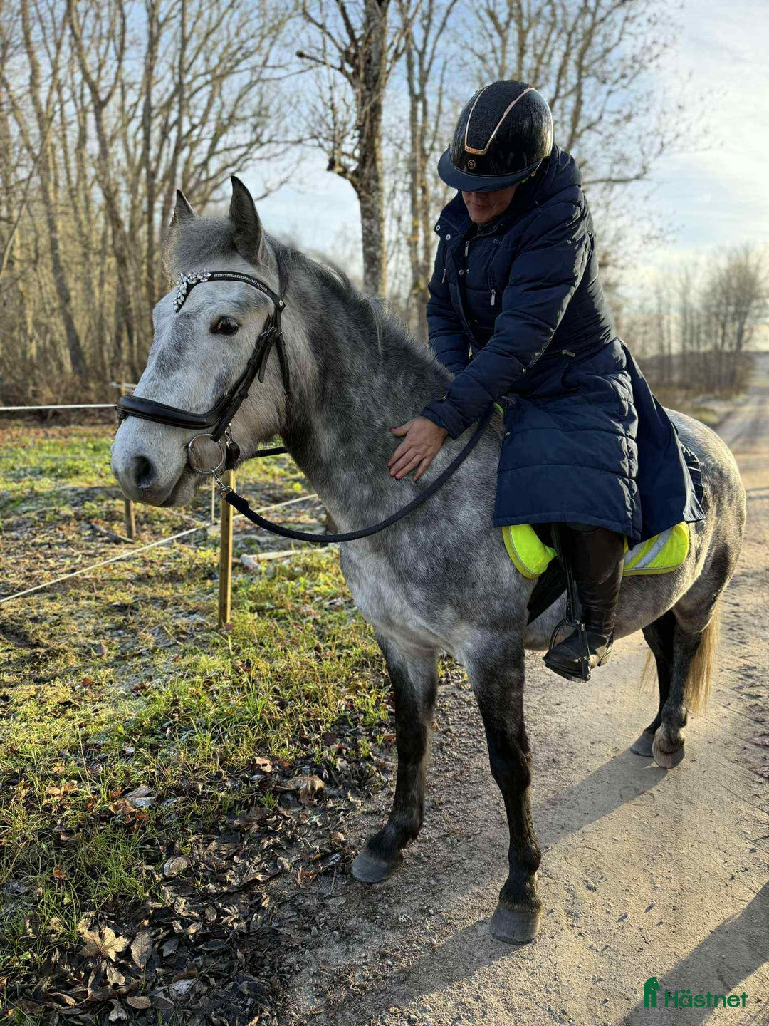 Allround hästar till salu: Svenskfödd, riden, supersnäll 3-åring med fin stam i Fjärdhundra - Annons 3