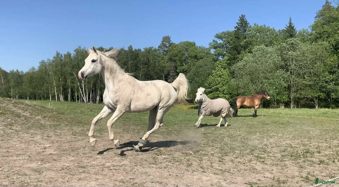  stallplats finnes: Stallplatser i litet mysigt stall i Norrköping i Norrköping - Annons 7