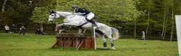 Fälttävlan hästar till salu: 8 y/o eventing horse for the future. - Annons 5