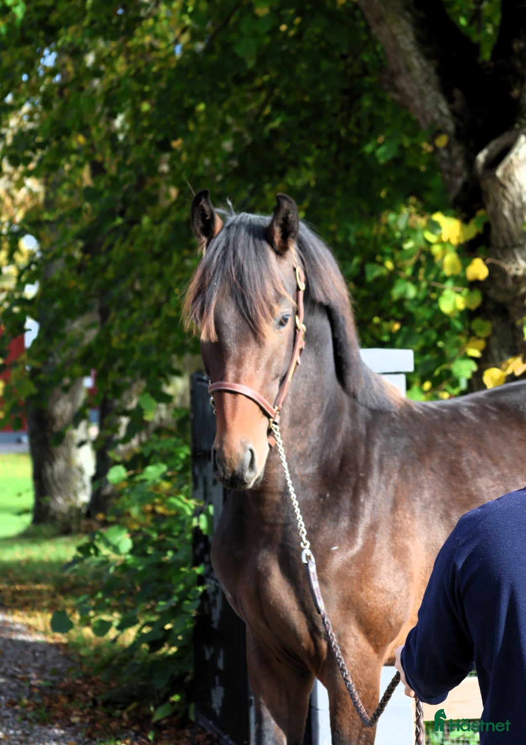 Hoppning hästar till salu: Lovande hopphäst med svårklassmöderne i Vintrosa - Annons 1